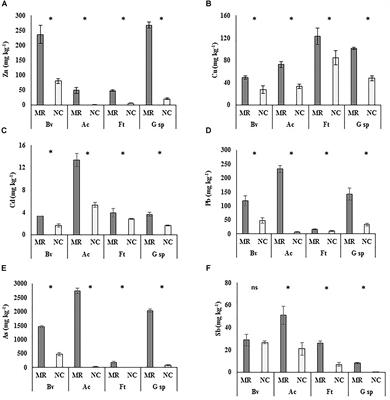 Leaf Epiphytic Bacteria of Plants Colonizing Mine Residues: Possible Exploitation for Remediation of Air Pollutants